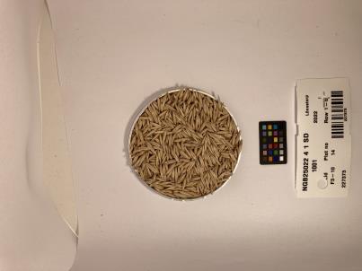 Click for 1 image(s) for this accession. SEED